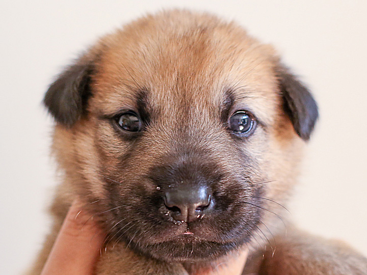 chinook puppy